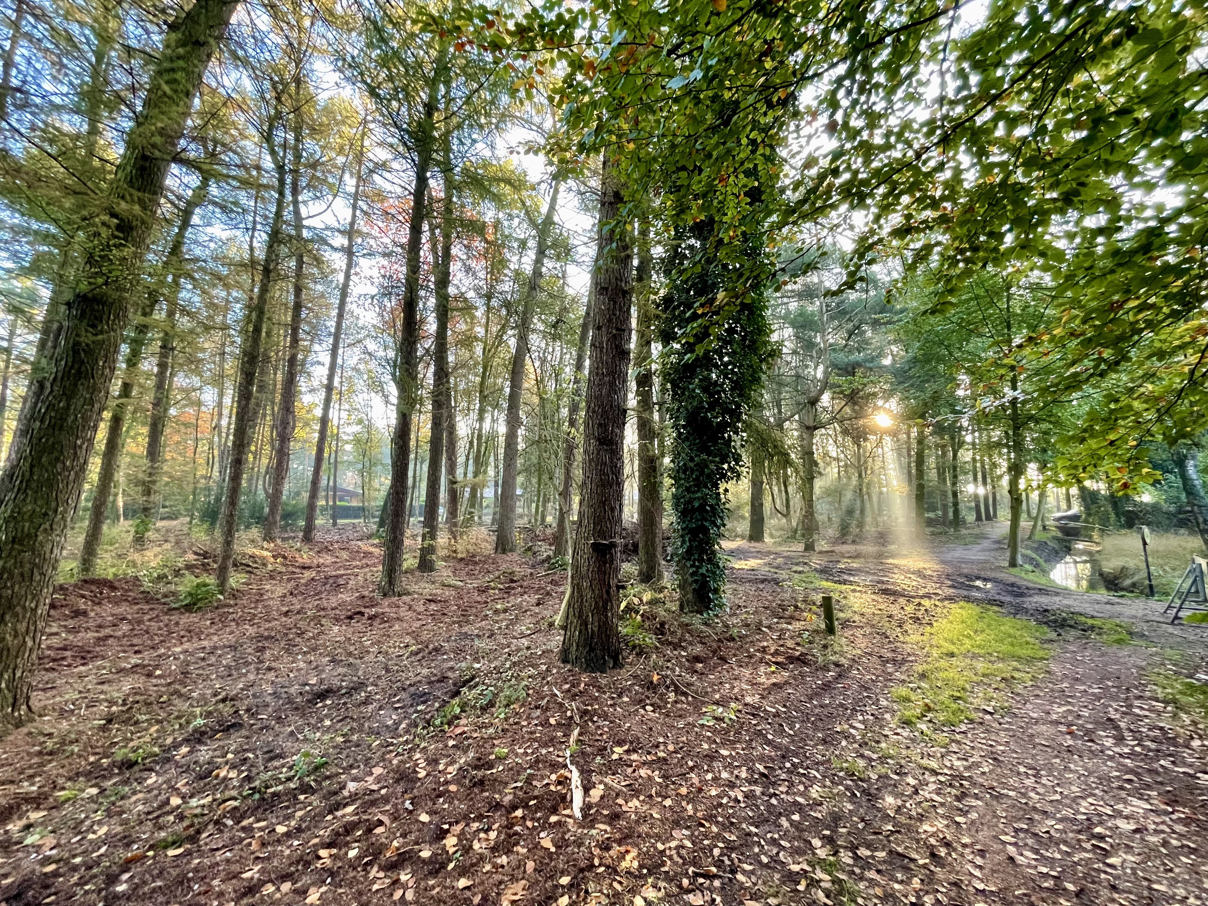 Een doorkijk in het kleine bos