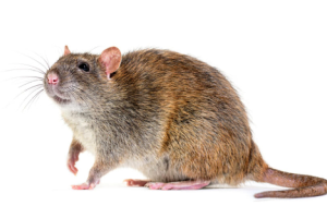 De bruine rat 'bezoekt' ook het landgoed