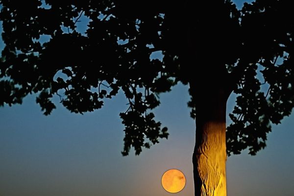 Volle maan Berkenlaan | juni &lsquo; 25