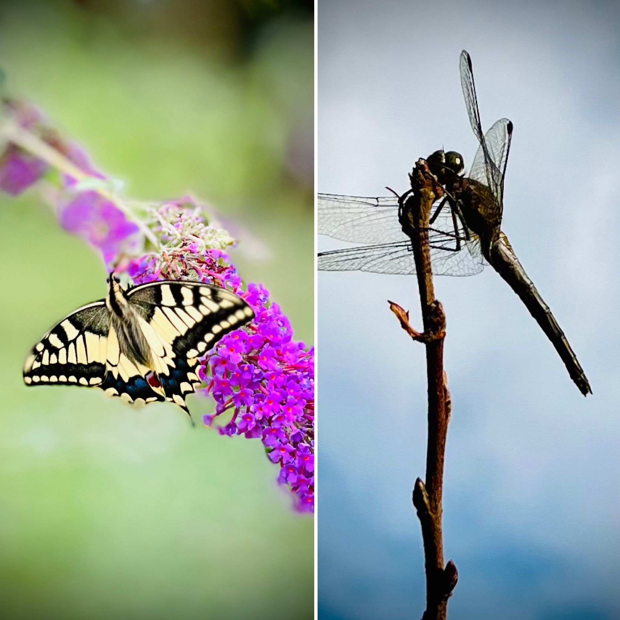 Diverse tuinbezoekers