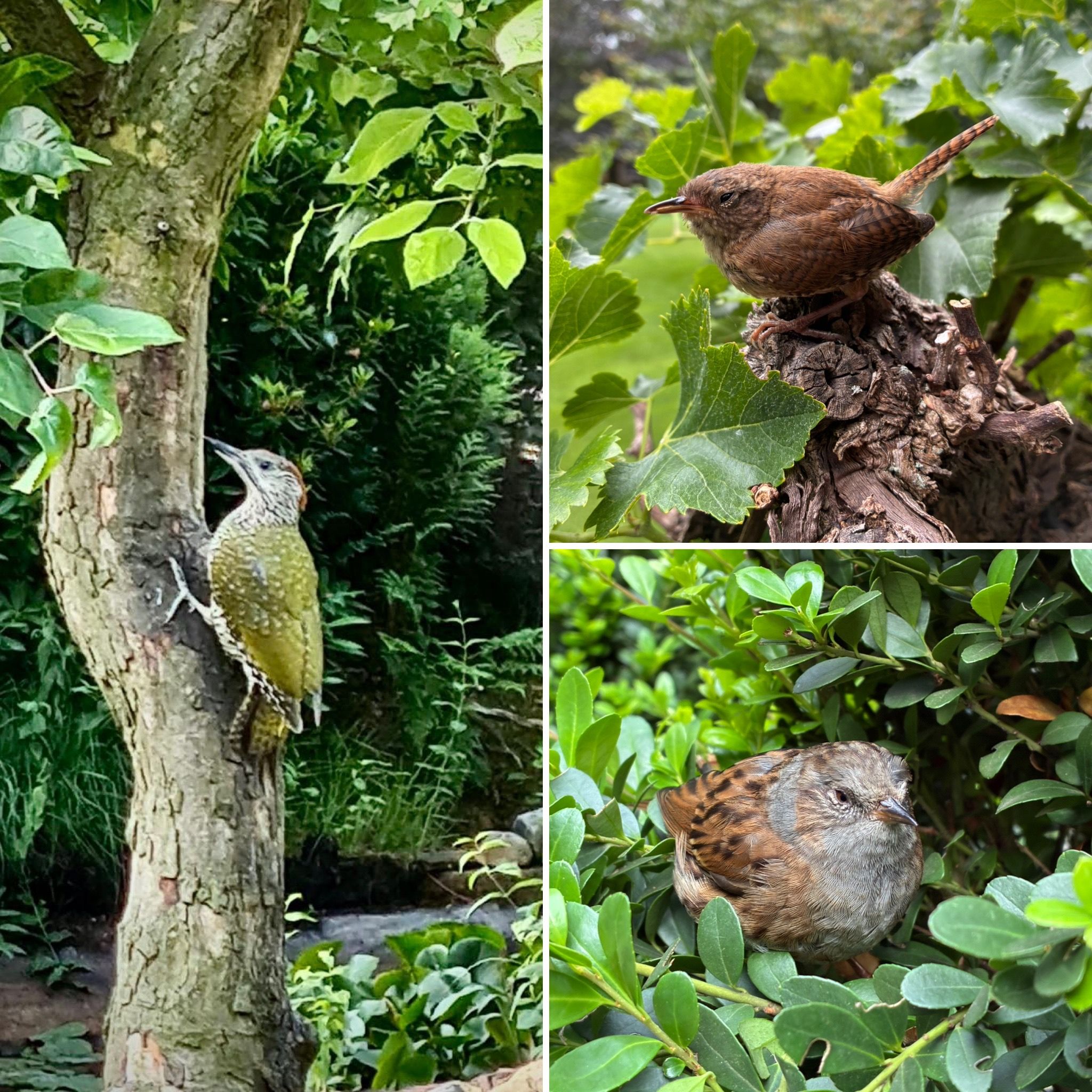 Diverse tuinbezoekers